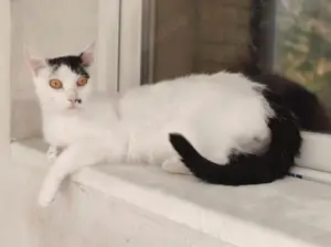 Finn Intelligenter Einzelprinz sucht spannendes Zuhause Bild 1