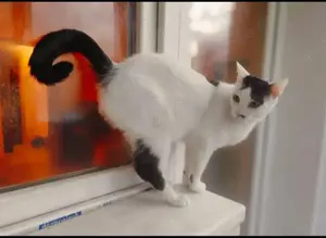 Finn Intelligenter Einzelprinz sucht spannendes Zuhause Bild 9