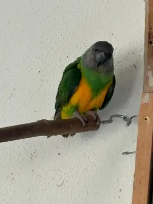 Suchen Mohrenkopfpapagei Henne 