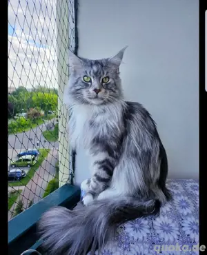 Deckkater Maine Coon 