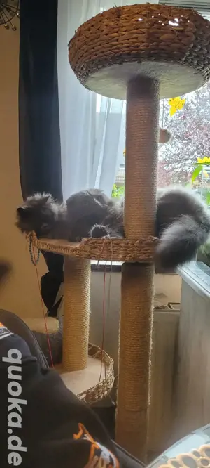 wunderschöne BKL.britsch langhaar Kitten