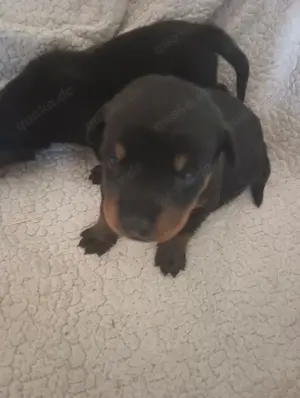 Rottweiler Welpen 