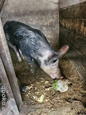 Eber auch tausch möglich.