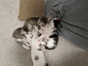Katzen babys abzugeben  Bild 7