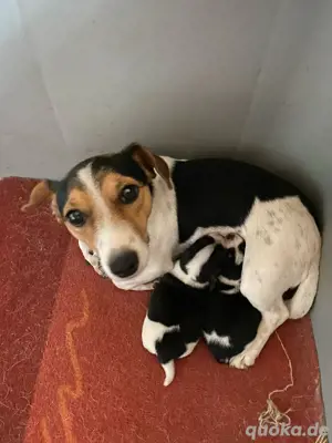 Jack Russell Welpen