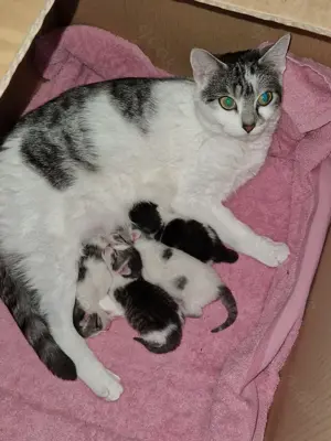 Katzen babys abzugeben  Bild 6
