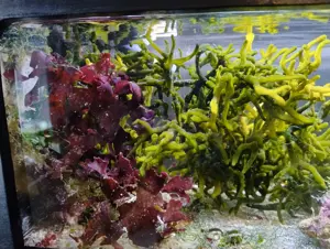 Verschiedene Meerwasser Algen  Bild 2