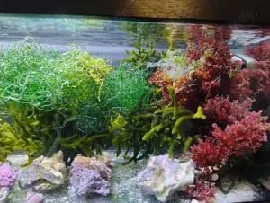 Verschiedene Meerwasser Algen  Bild 3