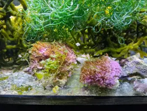 Verschiedene Meerwasser Algen  Bild 4