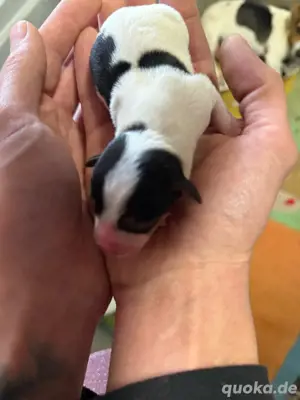 Jack Russel Welpen