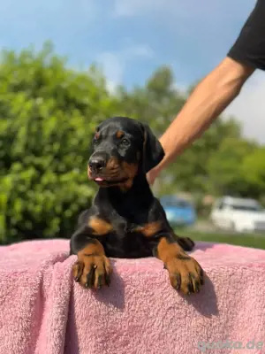 Dies ist ein junger Dobermann-Welpe, vermutlich etwa 2 3 Monate alt