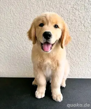 Beschäftigung gesucht für energiegeladenen Golden Retriever Welpen