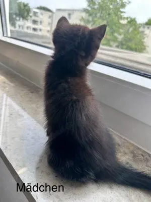 Süße Perser Mix Kitten Bild 5