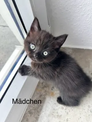 Süße Perser Mix Kitten Bild 4