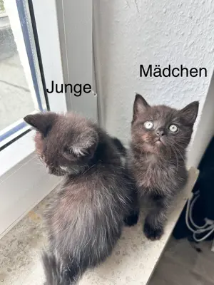 Süße Perser Mix Kitten Bild 7