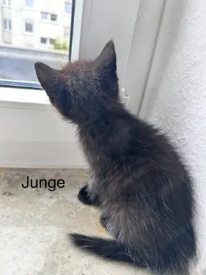Süße Perser Mix Kitten Bild 8