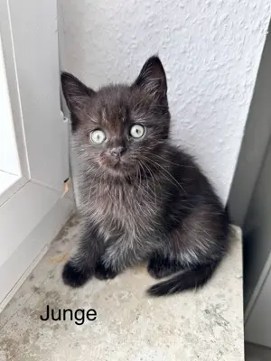Süße Perser Mix Kitten Bild 9
