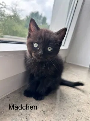 Süße Perser Mix Kitten Bild 6