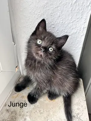 Süße Perser Mix Kitten Bild 10