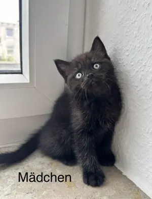 Süße Perser Mix Kitten Bild 3