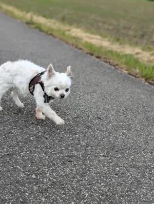 Langhaar Chihuahua Rüde 10 Jahre 