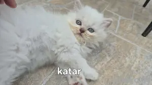 bkh Babys Katzen 
