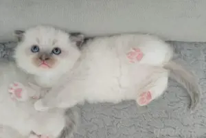 Zauberhafte Ragdoll Kitten