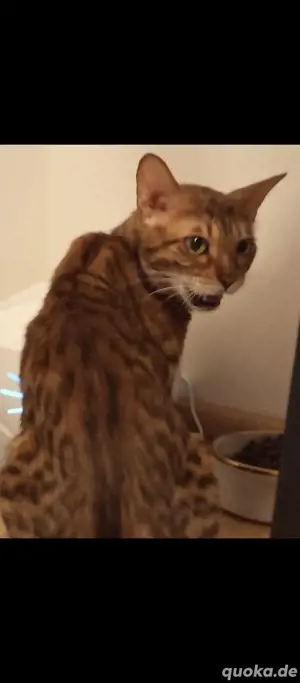 Reinrassige Bengal katze 