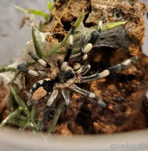 1.0 Cyriocosmus ritae mit RH