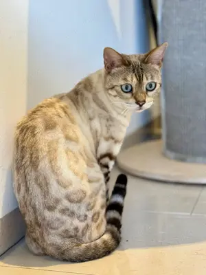 Zu Hause gesucht für eine Bengalkatze