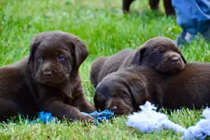 Schokobraune Labrador Welpen