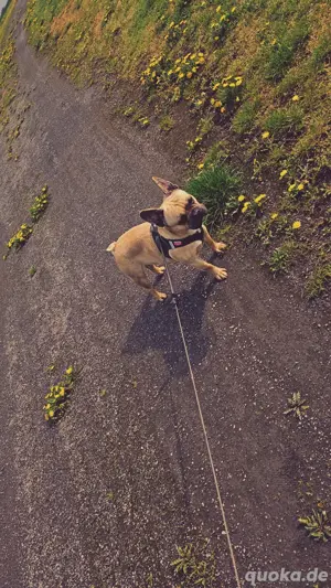 Französische Bulldogge