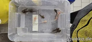 Axolotl Nachwuchs