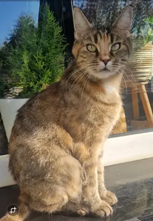 Maine Coon Mix Kitten auszugsbereit ab Juni  Bild 7