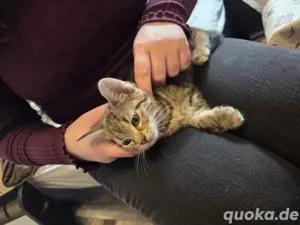 BKH EKH Mix Schmusekätzchen, weiblich, sucht neues Zuhause 