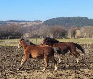 Welsh A Stuten Jährlinge 
