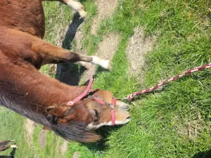Welsh A Stuten Jährlinge  Bild 5