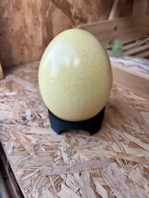 Nandu Eier Hühner Eier Wachteleier 