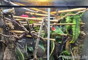 Ich Nehme auf kleine Geckos, Spinnen, Frösche, Insekten,