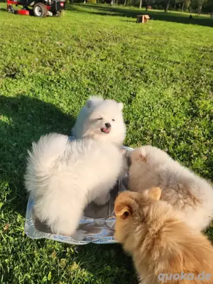 Zwergspitz-Pomeranians Welpen sind bereit