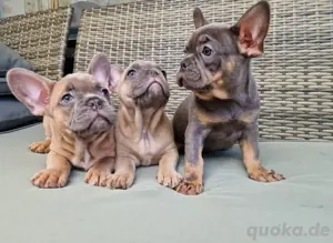 Französische bulldogge Welpen geimpft, gechipt mit Gesundheitzeugnis und blauen Ausweis