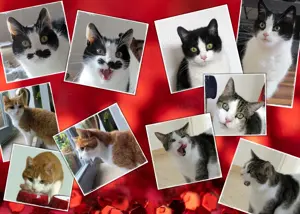 Katzenbetreuung Fürth
