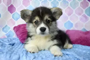 Welsh Corgi Pembroke Junge 