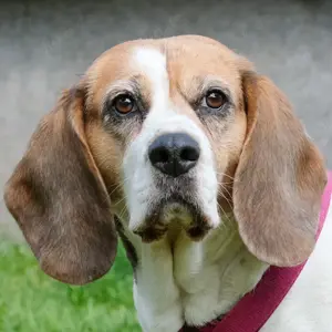 Bibbi - 9 Jahre - Beagle - Tierhilfe Franken e.V. 