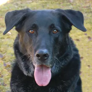 Baldur - 8 Jahre - Labrador Schäfer Mix - Tierhilfe Franken e.V.