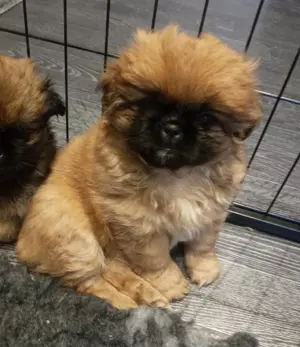 Pekinese -welpen Hündin und Rüde
