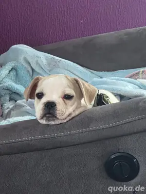 Hund Rüde 