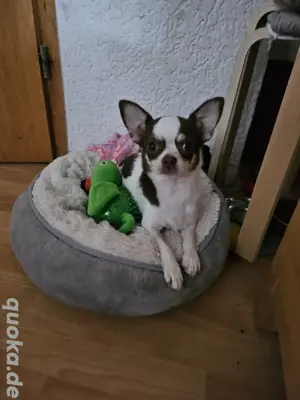 Chihuahua weiblich