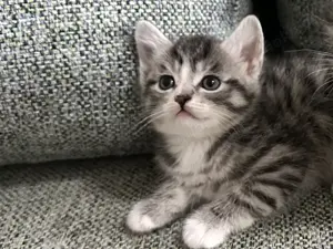 Ragdoll Mix Kätzchen (Männchen)