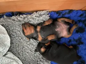 Zwergpinscher  Rehpinscher Welpen mit Ahnentafel